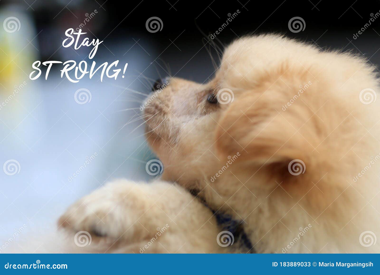 Stay STRONG. Text Message with a Light Brown Cute Little Puppy Sad Face Expression. Background of Dog Animal with Cute Pose. Stock Image - Image of encouragement, funny: 183889033 Stay STRONG. Text Message with a Light Brown Cute Little Puppy Sad Face Expression. Background of Dog Animal with Cute Pose. Stock Image - Image of encouragement, funny: 183889033