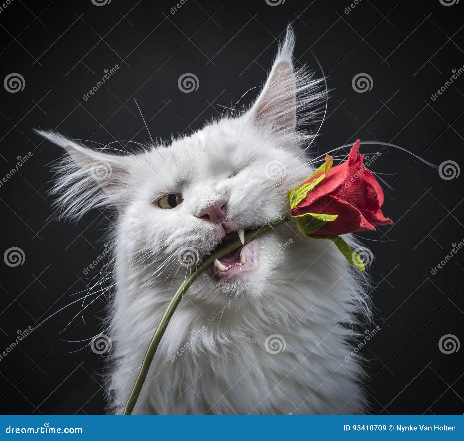 Stała biała Maine Coon kota mienia czerwieni róża. Stały biały dziwny przyglądający się Maine Coon koci mienie czerwieni róża