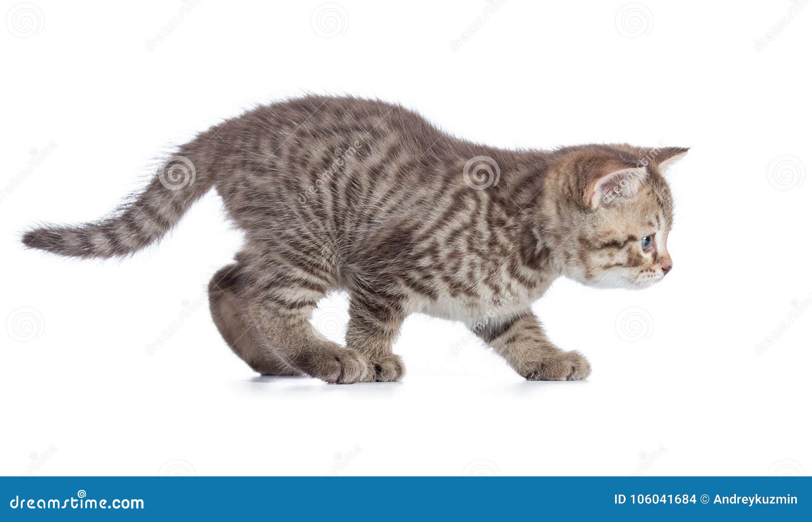 Steal cat isolated stock photo. Image of brown, isolated 106041684