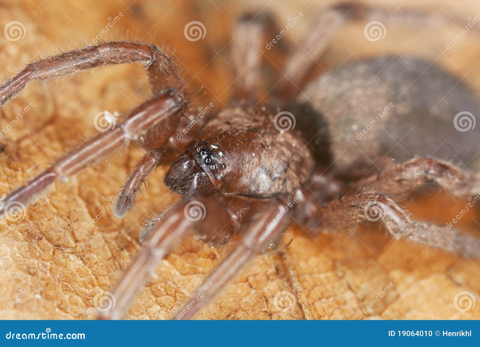 stealthy ground spider (gnaphosidae)