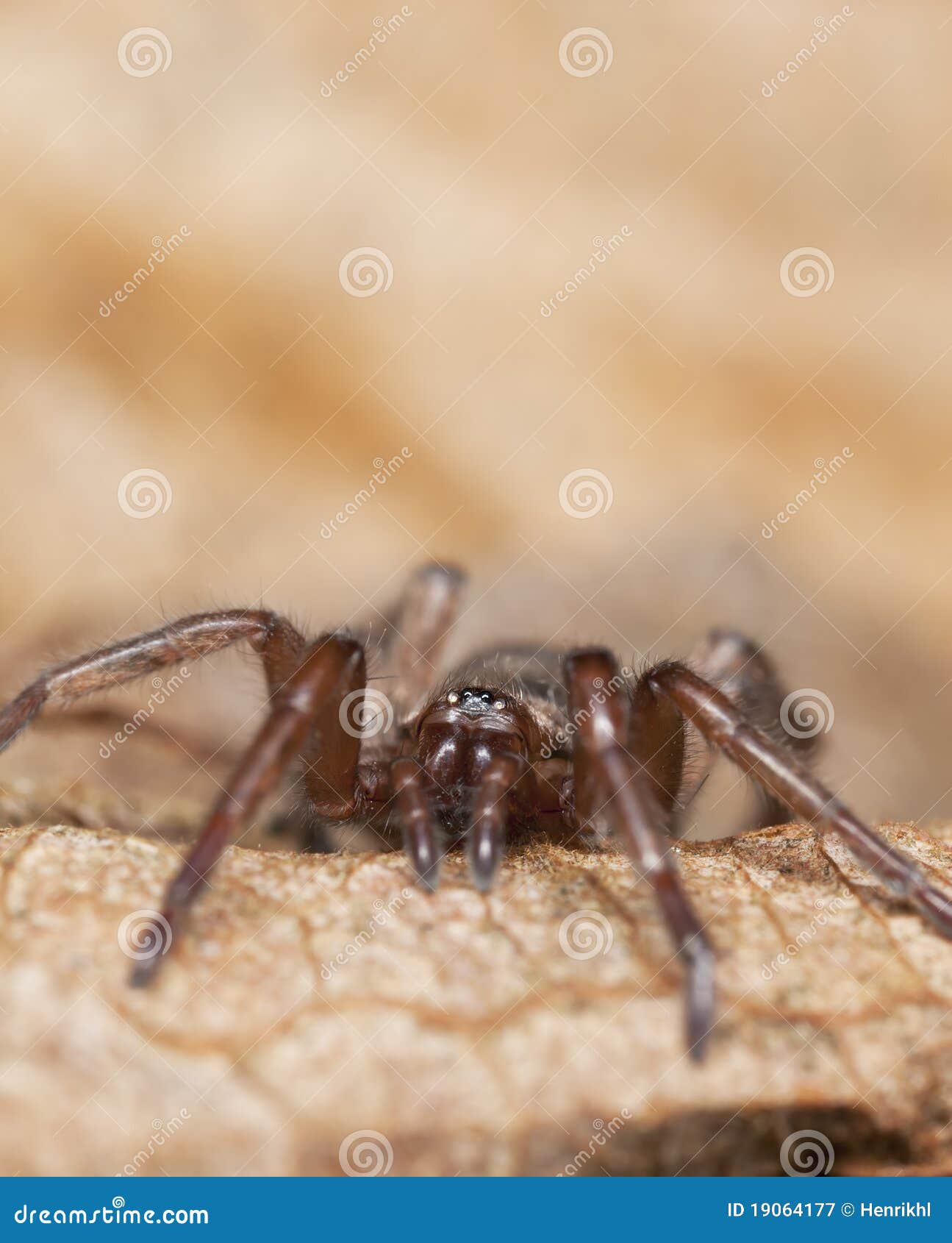 Stealthy Ground Spider (Gnaphosidae) Stock Image - Image of extreme