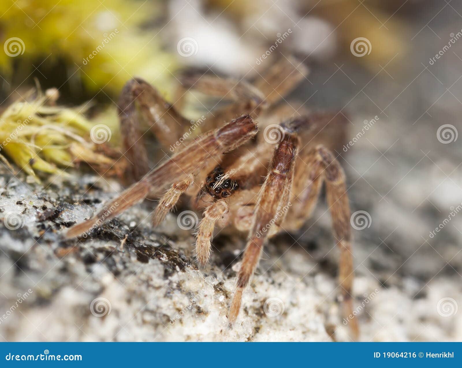 Stealthy Ground Spider (Gnaphosidae) Stock Photo - Image of environment