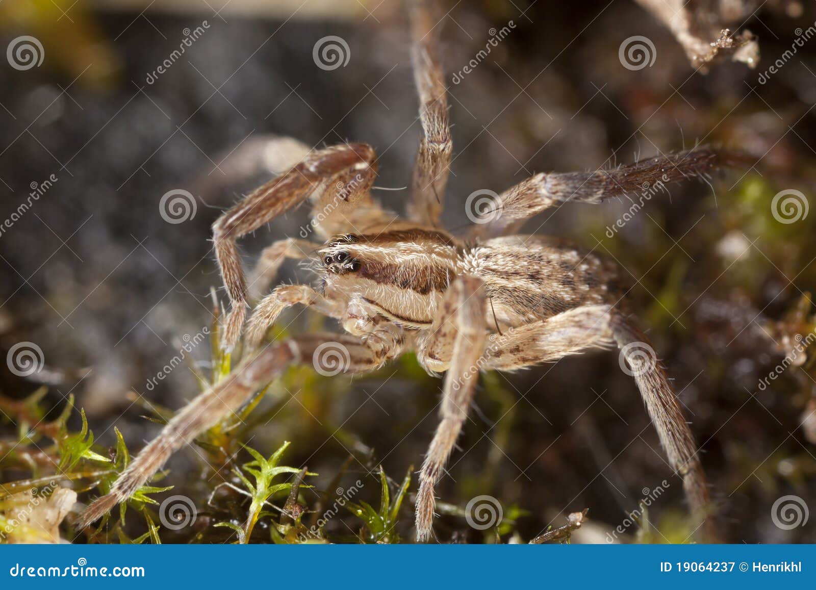 Stealthy Ground Spider (Gnaphosidae) Stock Image - Image of arthropod