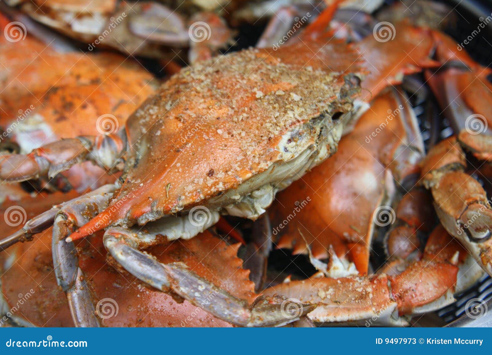 Steamed Crabs In Pot Stock Photos Image 9497973
