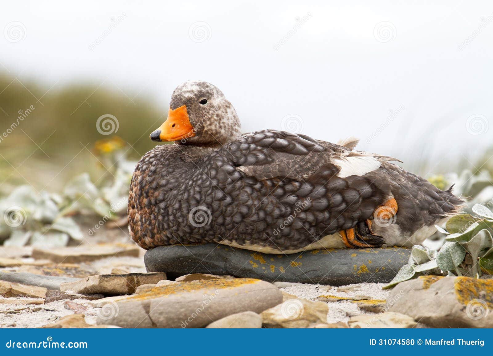 Steamer Duck stock photo. Image of antarctica, breeding 31074580