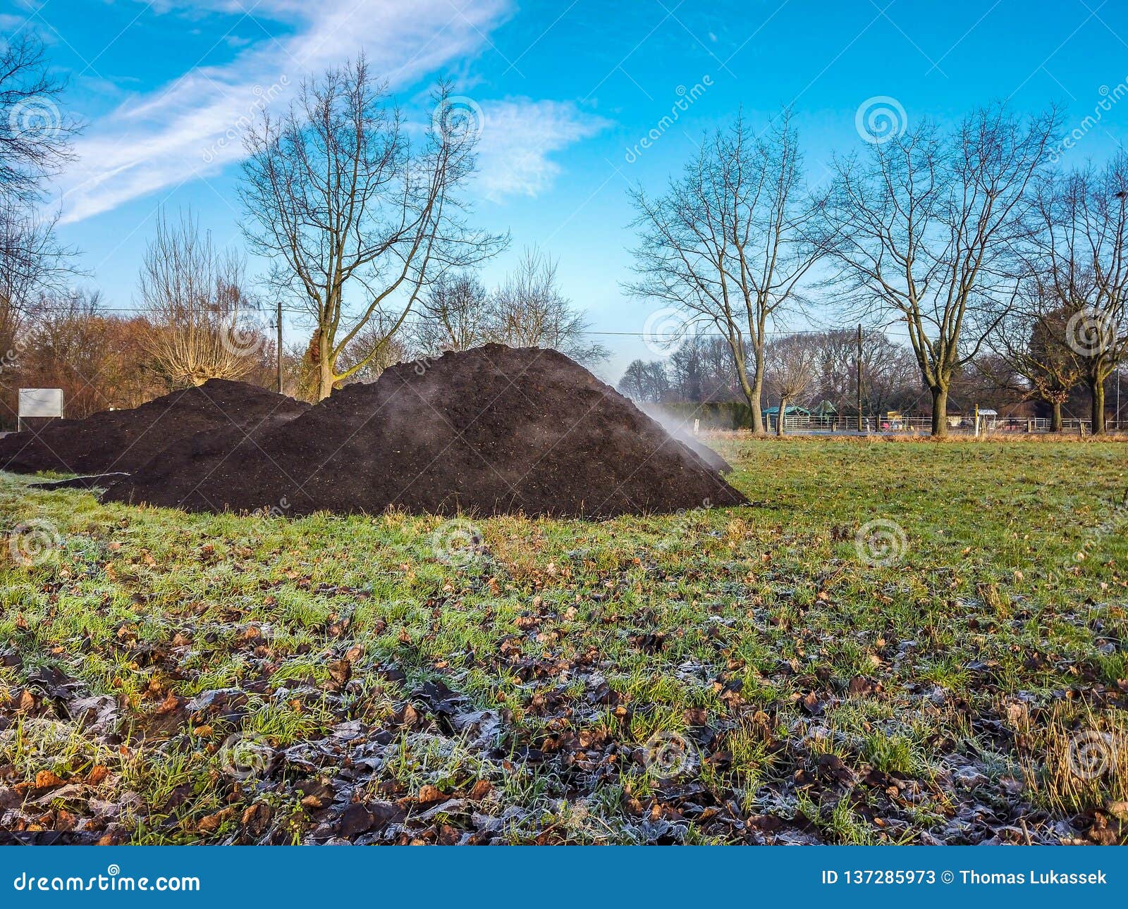 Steaming Pile of Manure on Farm Field in the Winter Stock Image Image