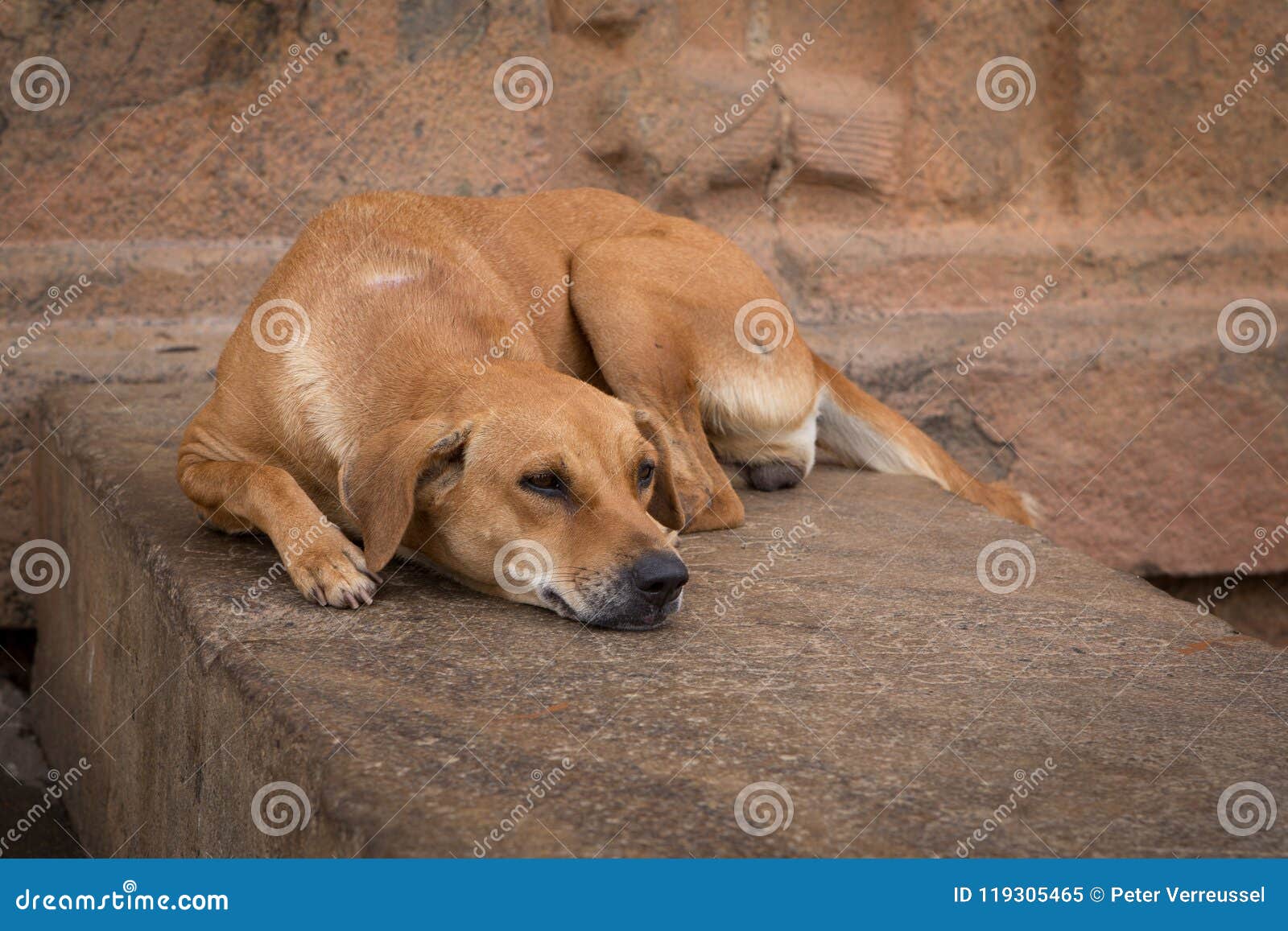 steay dog sleeping on a wall