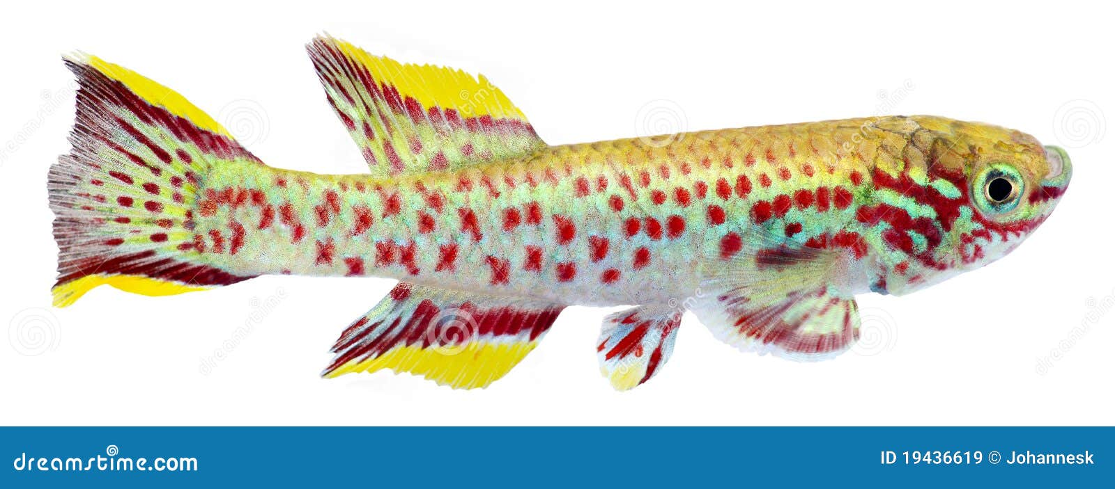 SteelBlue Killifish, Blue Lyretail. Stock Image Image of steel