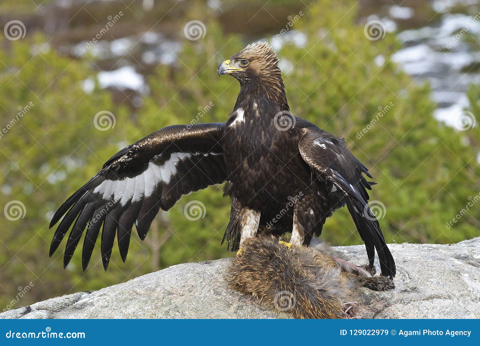 Steenarend, Golden Eagle, Aquila Chrysaetos Stock Image Image of