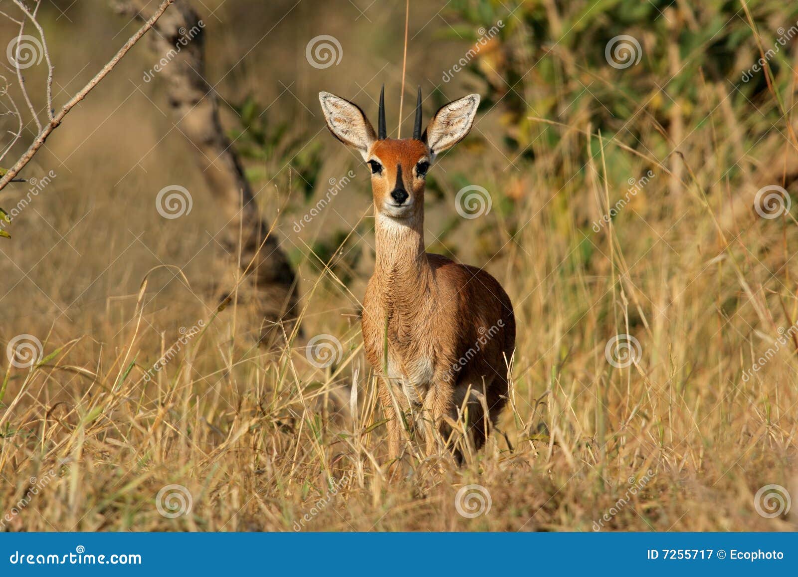 steenbok antelope
