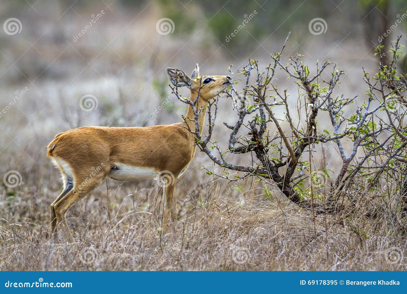 steenbok in kruger national park, south africa