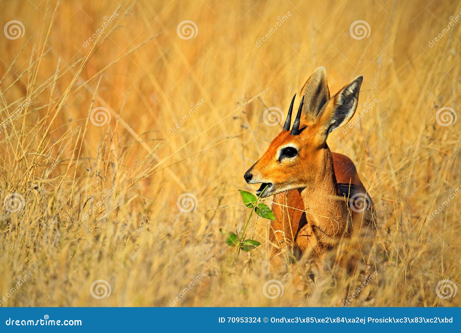 steenbok, raphicerus campestris, with green leaves in the muzzle, grass nature habitat, hwange national park, zimbabwe