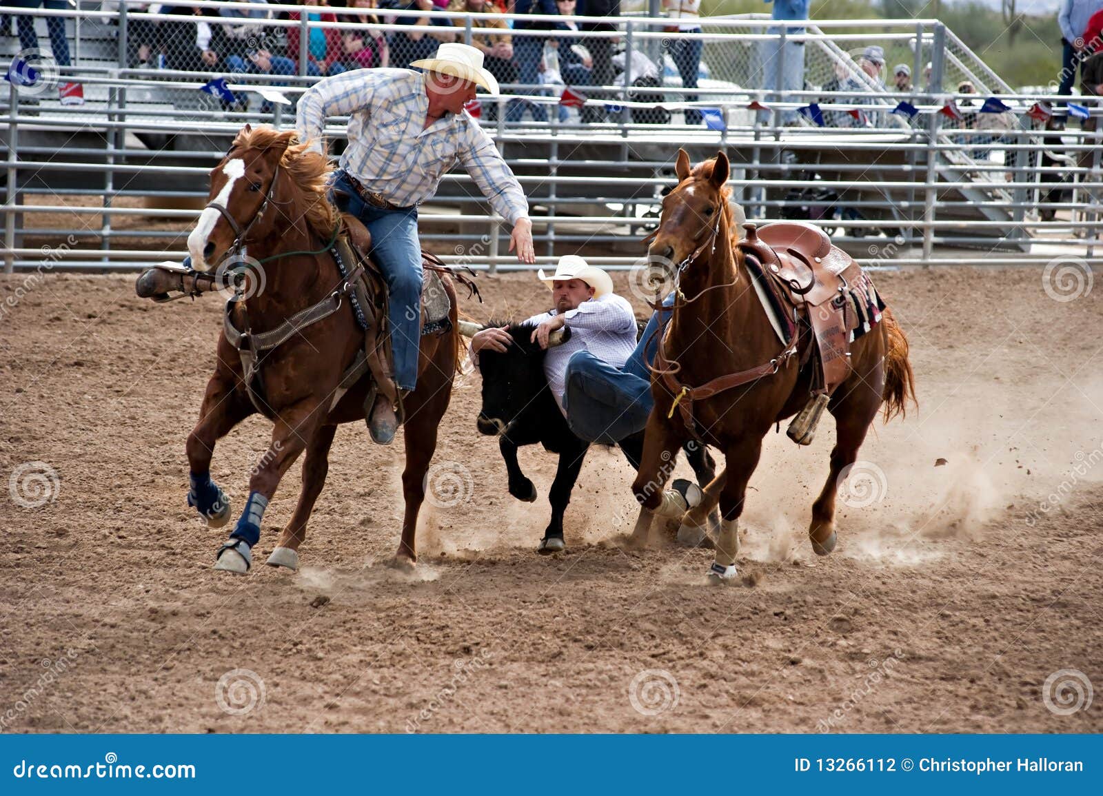Steer wrestling editorial photography. Image of ride 13266112