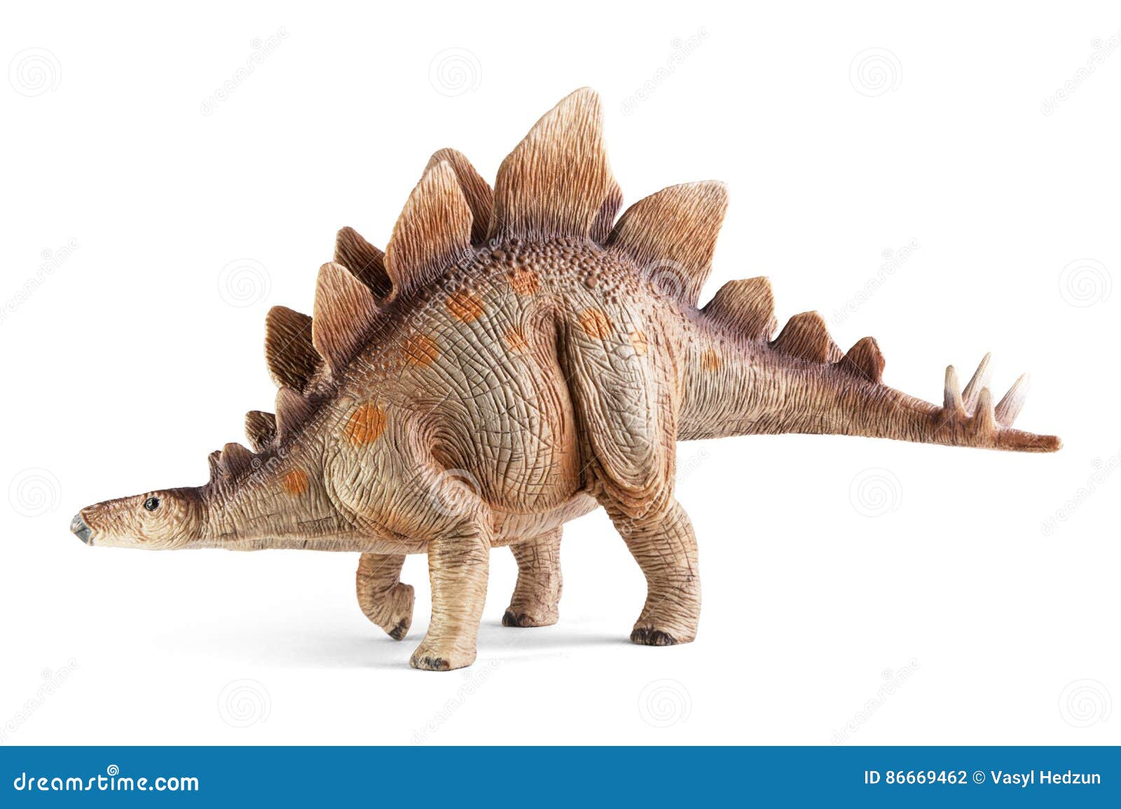 stegosaurus, genus of armored dinosaur.