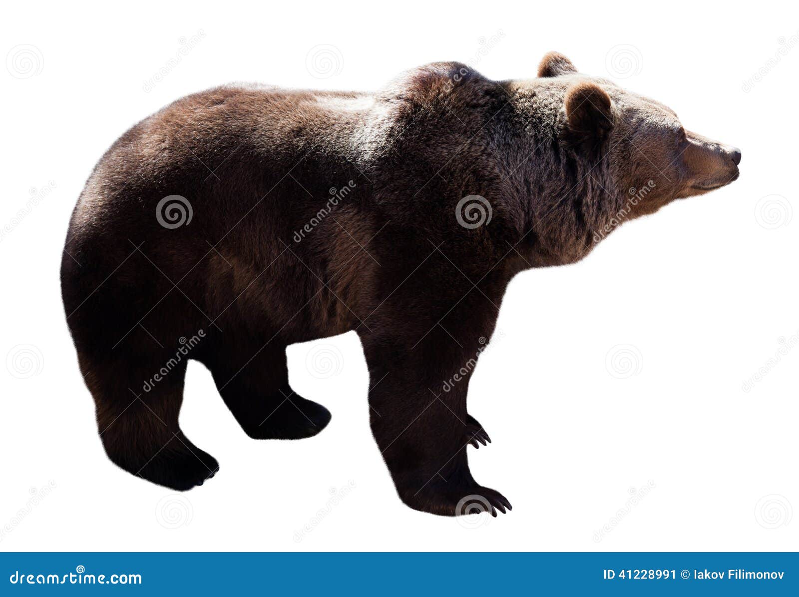 Stehender Bar Getrennt Auf Weissem Hintergrund Stockbild Bild Von Einzeln Tiere 41228991