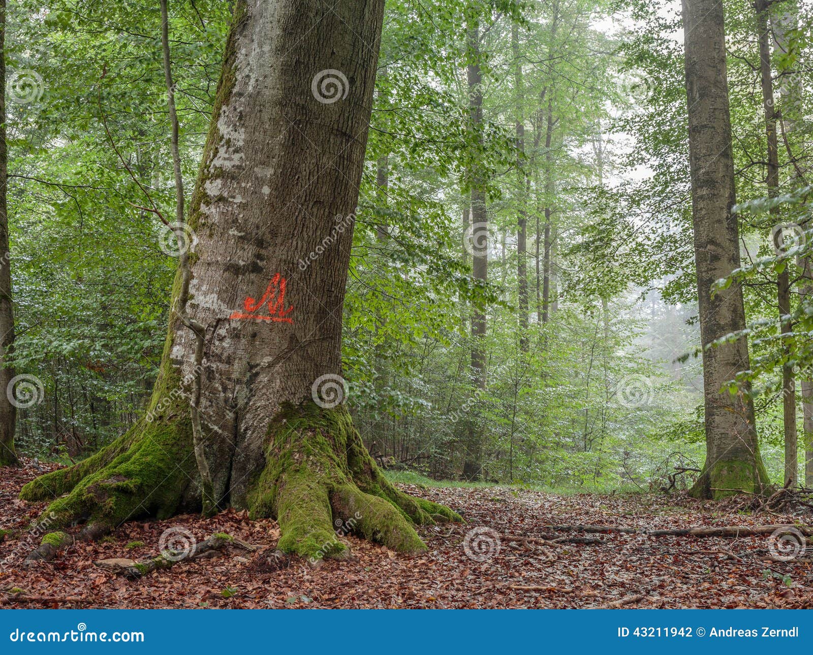 Steigerwald Forrest in Duitsland, beroemd voor zijn grote oude beukbomen Het Groene Hart van Franconia Ochtendmist, magische atmosfeer