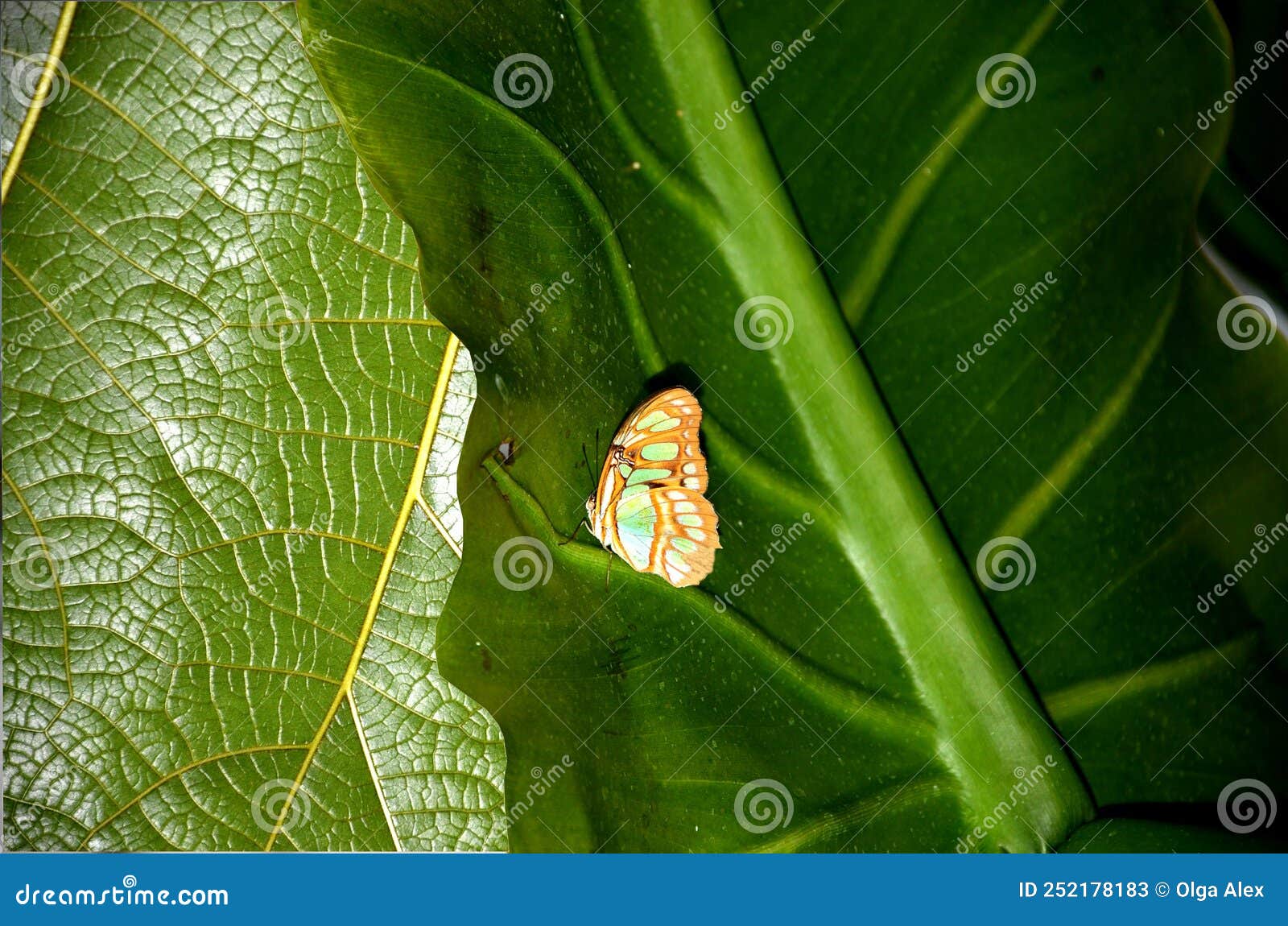 stelenes siproeta