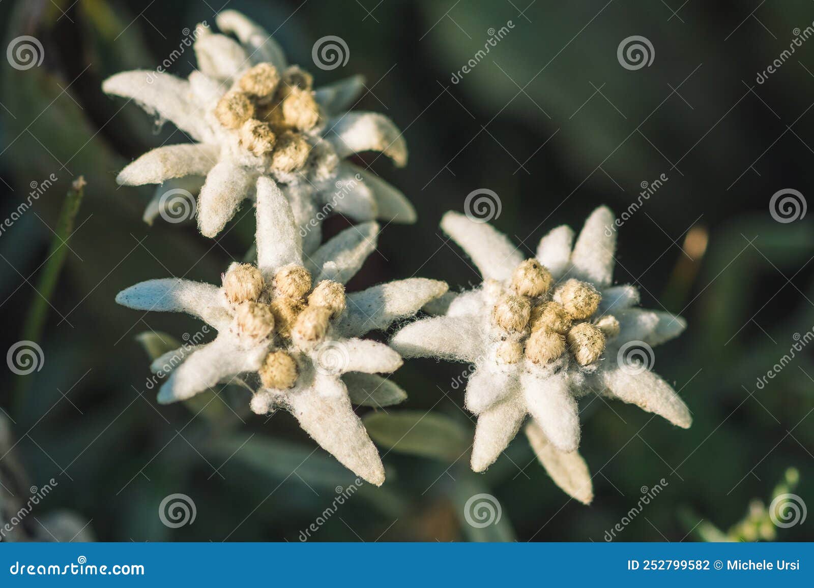 Stella Alpina, Edelweiss Flower, Alpine Edelweiss Flowers Stock Photo -  Image of france, leaves: 252799582