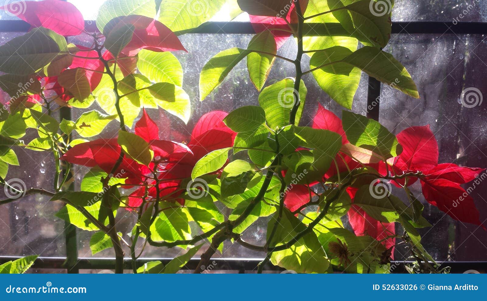 Stella Di Natale In Estate.Stella Di Natale Di Estate Fotografia Stock Immagine Di Poinsettia 52633026