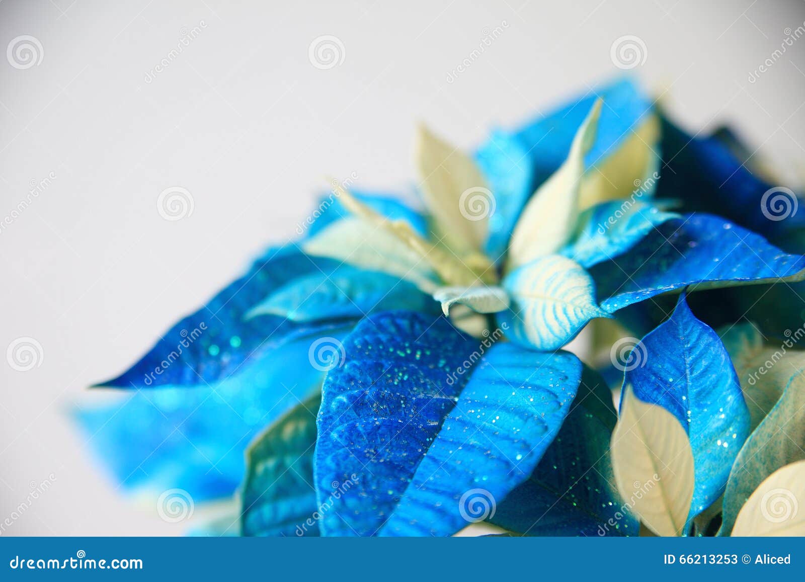 Acqua Stella Di Natale.Stella Di Natale Luccicante In Blu Con Lo Spazio Della Copia Immagine Stock Immagine Di Festive Festa 66213253