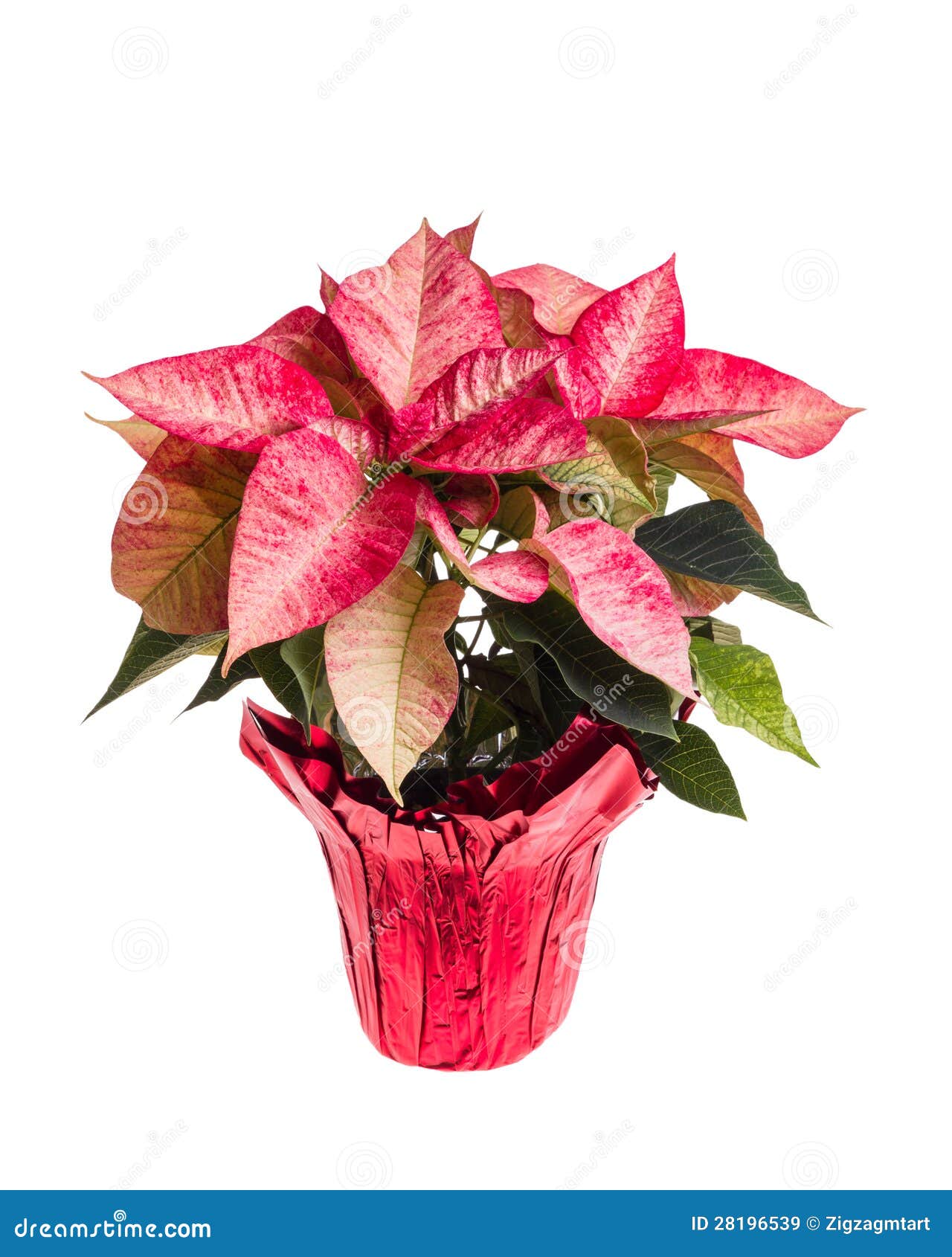 Stella Di Natale Rosa.Stella Di Natale Rosa Isolata Su Bianco Immagine Stock Immagine Di Colourful Verde 28196539