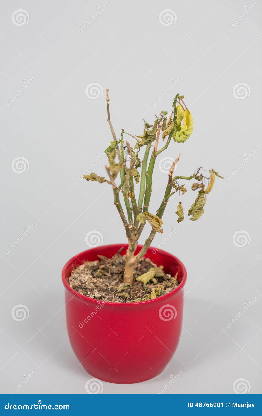 Stella Di Natale Secca.866 Stella Di Natale Secca Foto Foto Stock Gratis E Royalty Free Da Dreamstime