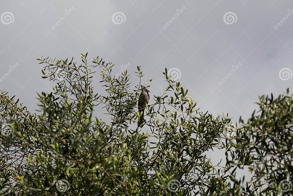 California Wildlife Series - Stellar Jay Stock Photo - Image of diego ...