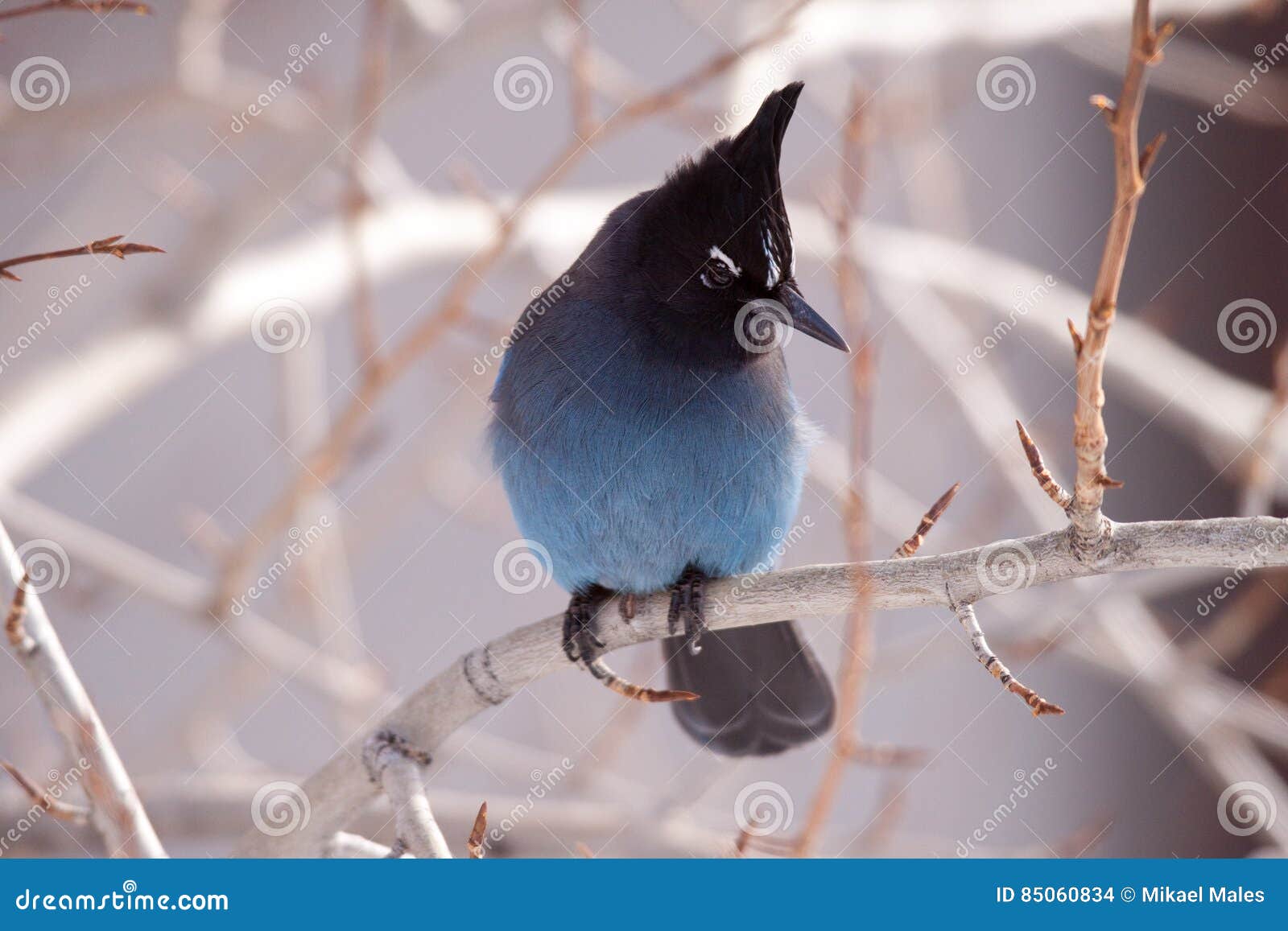 stellar jay looking to his side