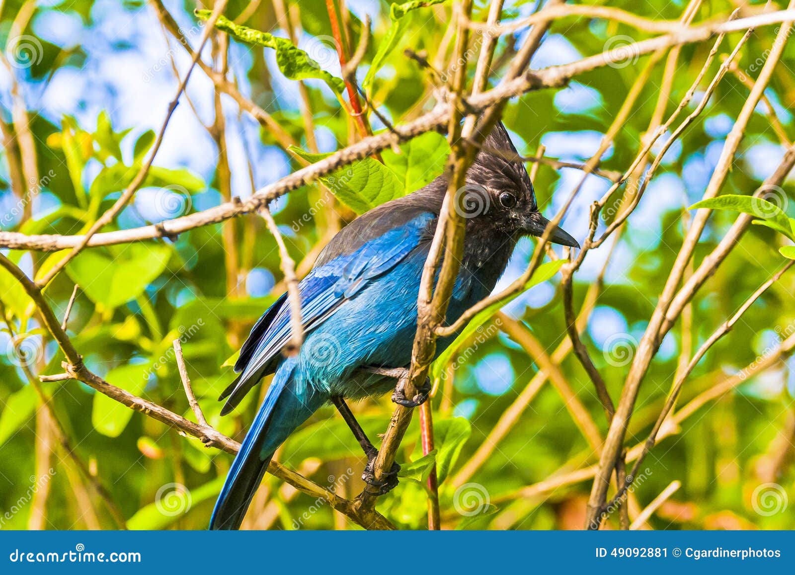 Stellar S Jay, Blue Jay on a Branch Stock Image - Image of bird ...