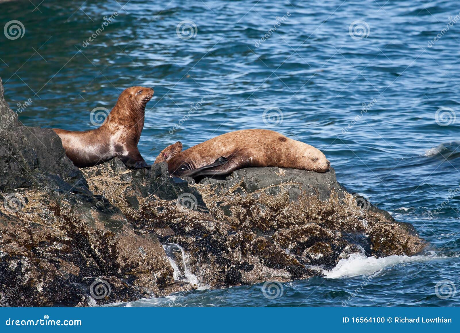 stellar sea lions