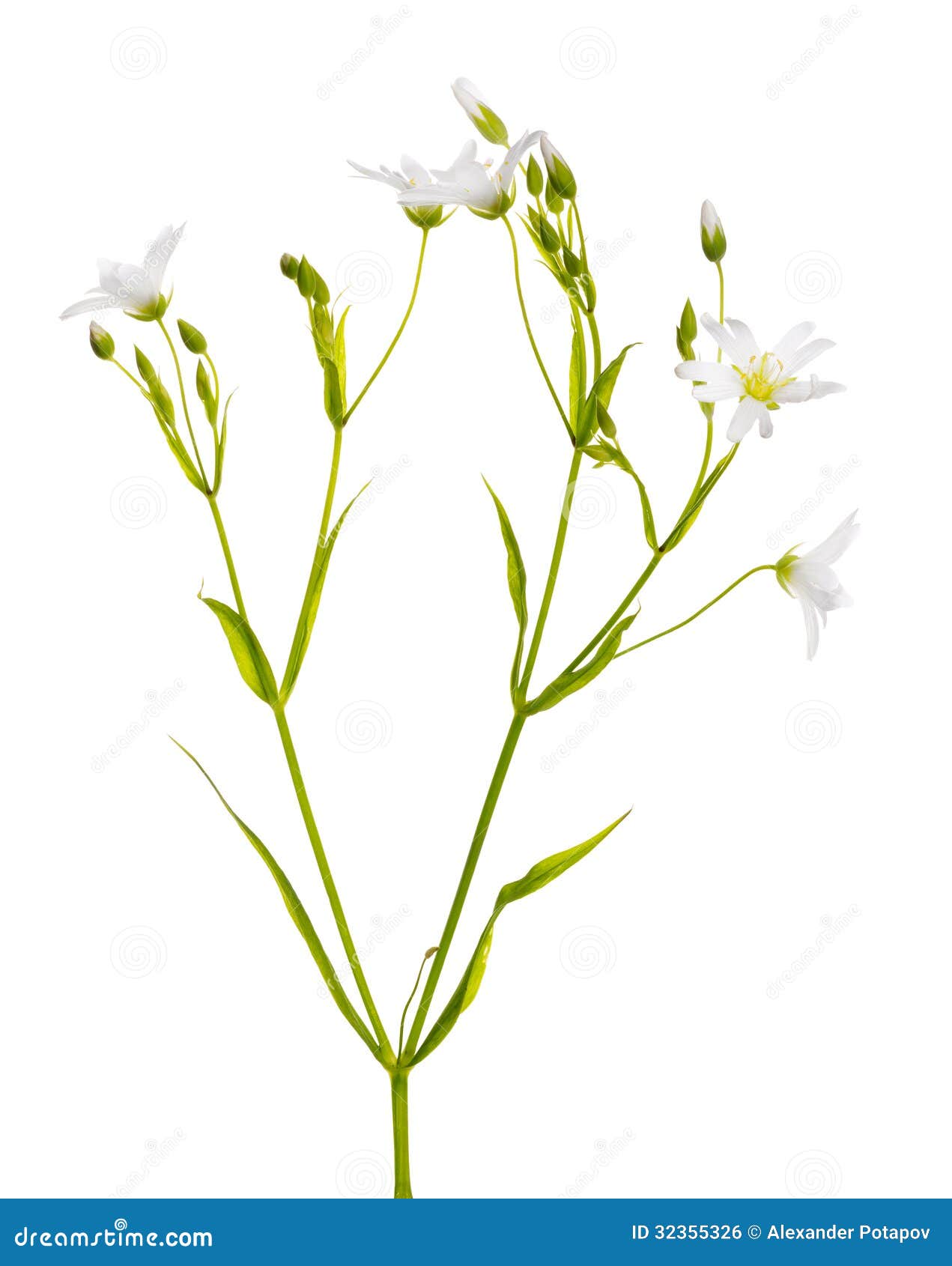 stellaria flowers  on white