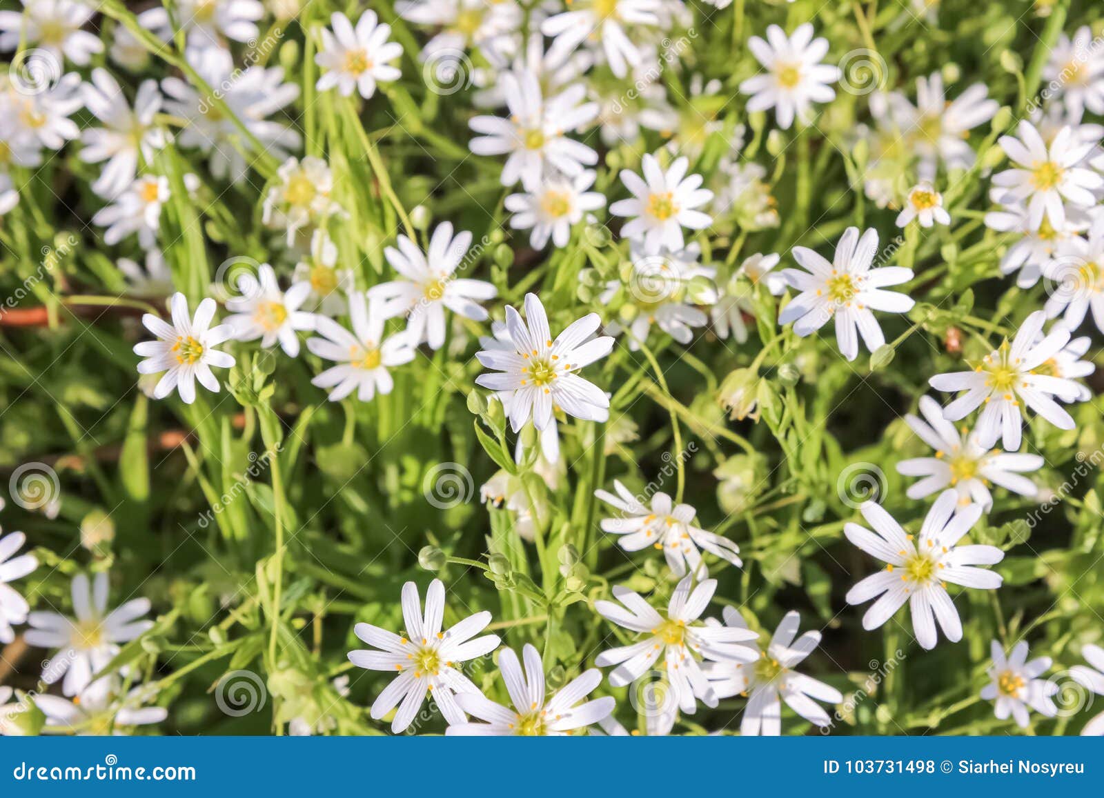 stellaria holostea white flowers