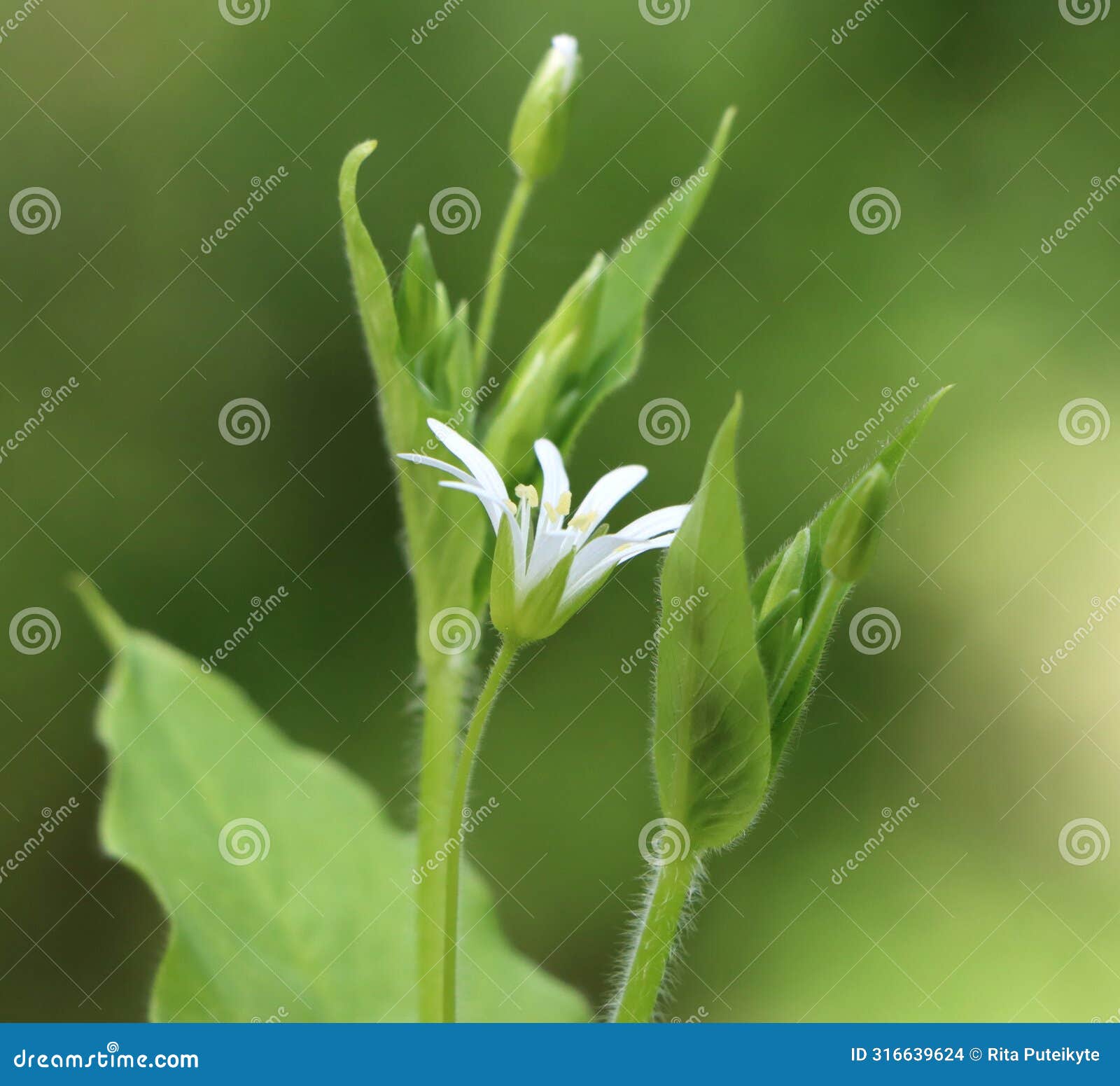 stellaria nemorum (wood stitchwort)