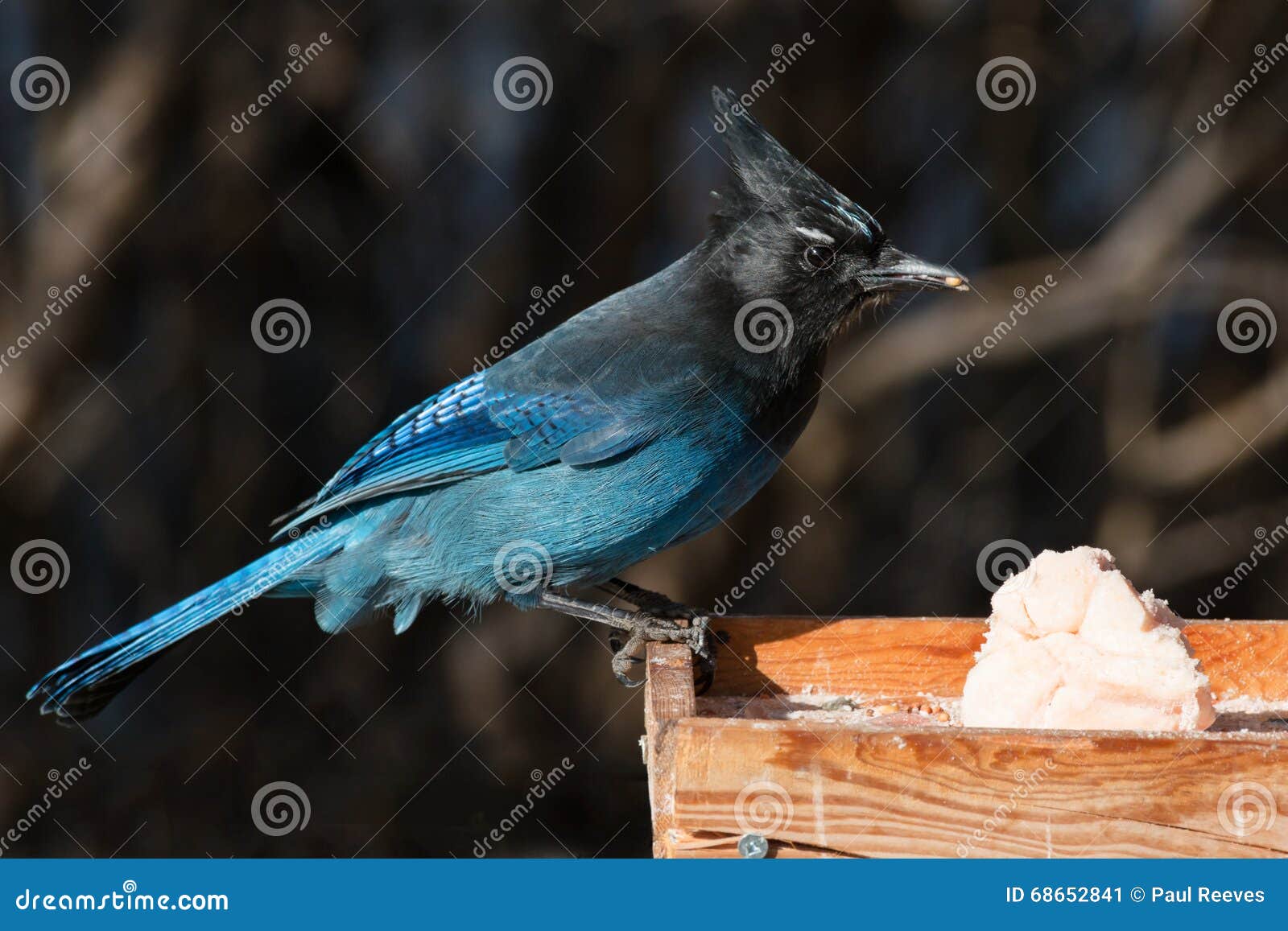 Steller S Jay Cyanocitta Stelleri Stock Image Image of birds, beak