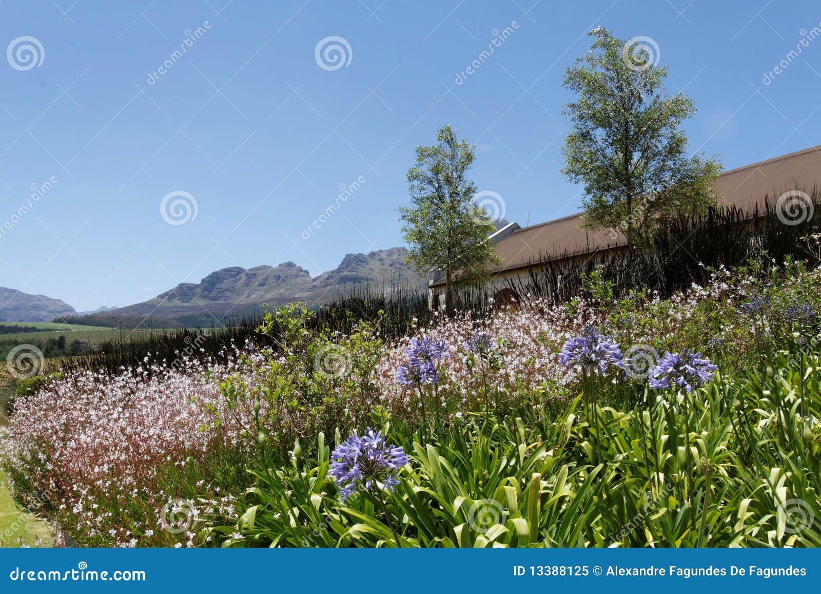 Stellenbosch Country House stock image. Image of trees 13388125