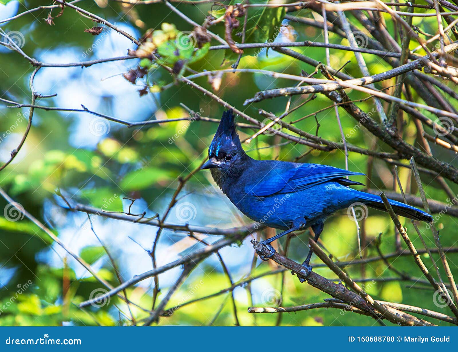 Steller`s Blue Jay Cyanocitta Stelleri Stock Photo - Image of ...