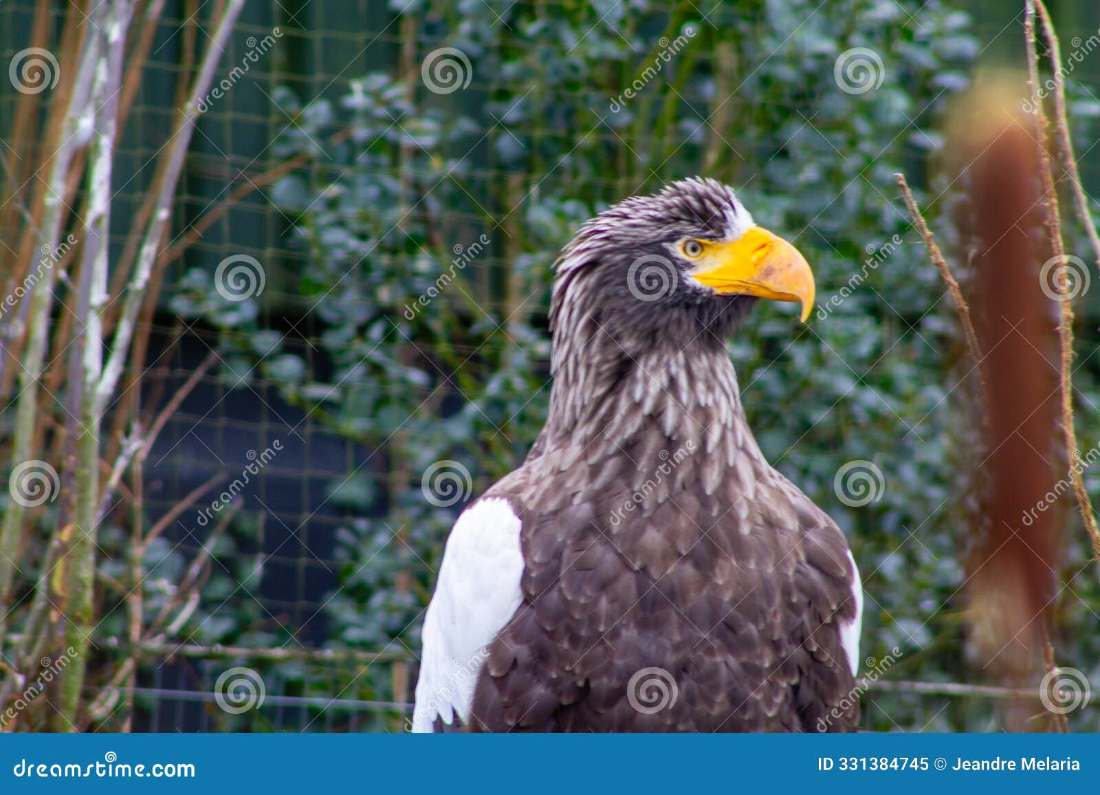 steller's sea eagle close-up