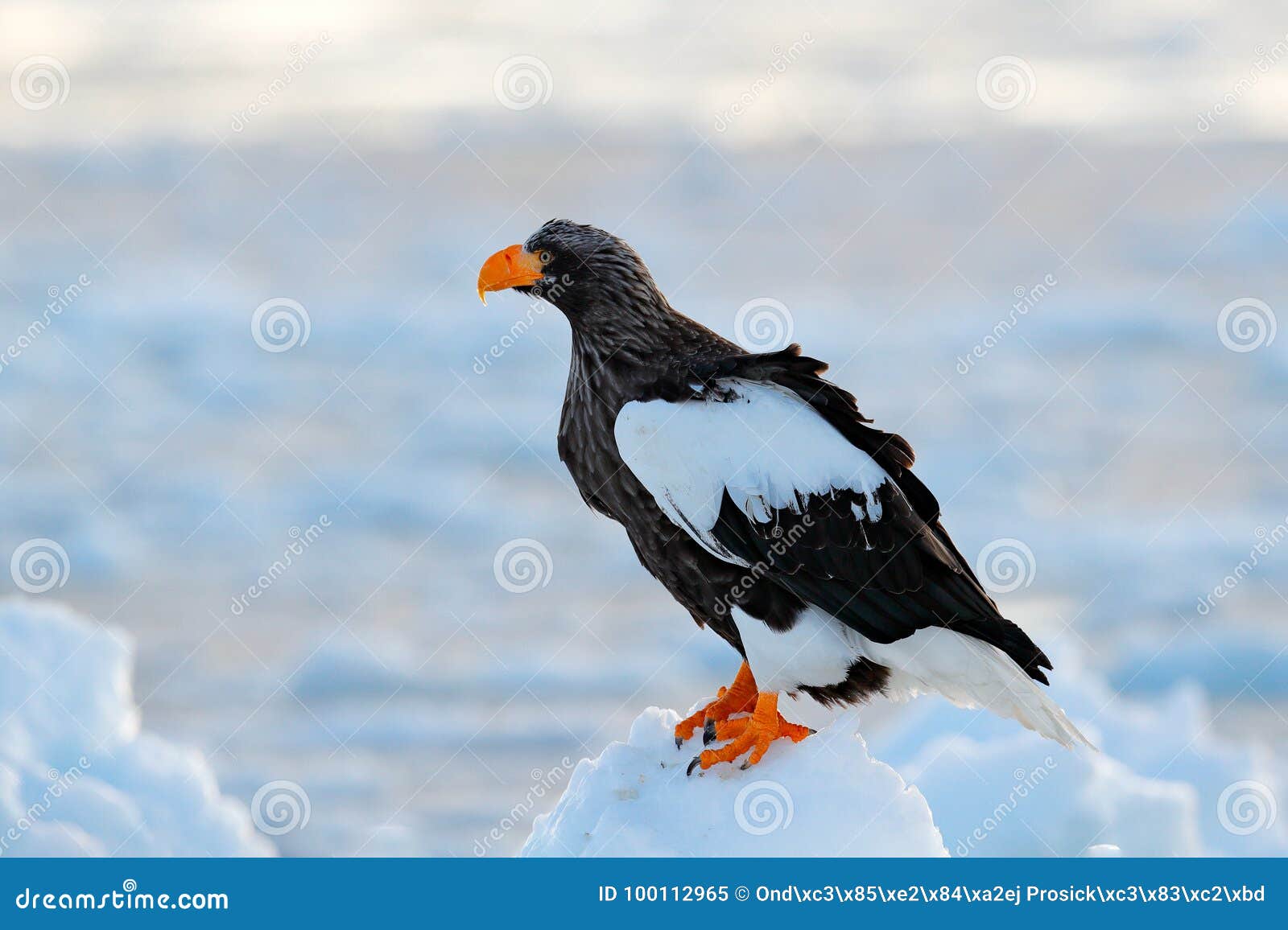 steller`s sea eagle, haliaeetus pelagicus, bird with catch fish, with white snow, hokkaido, japan. wildlife action behaviour scen
