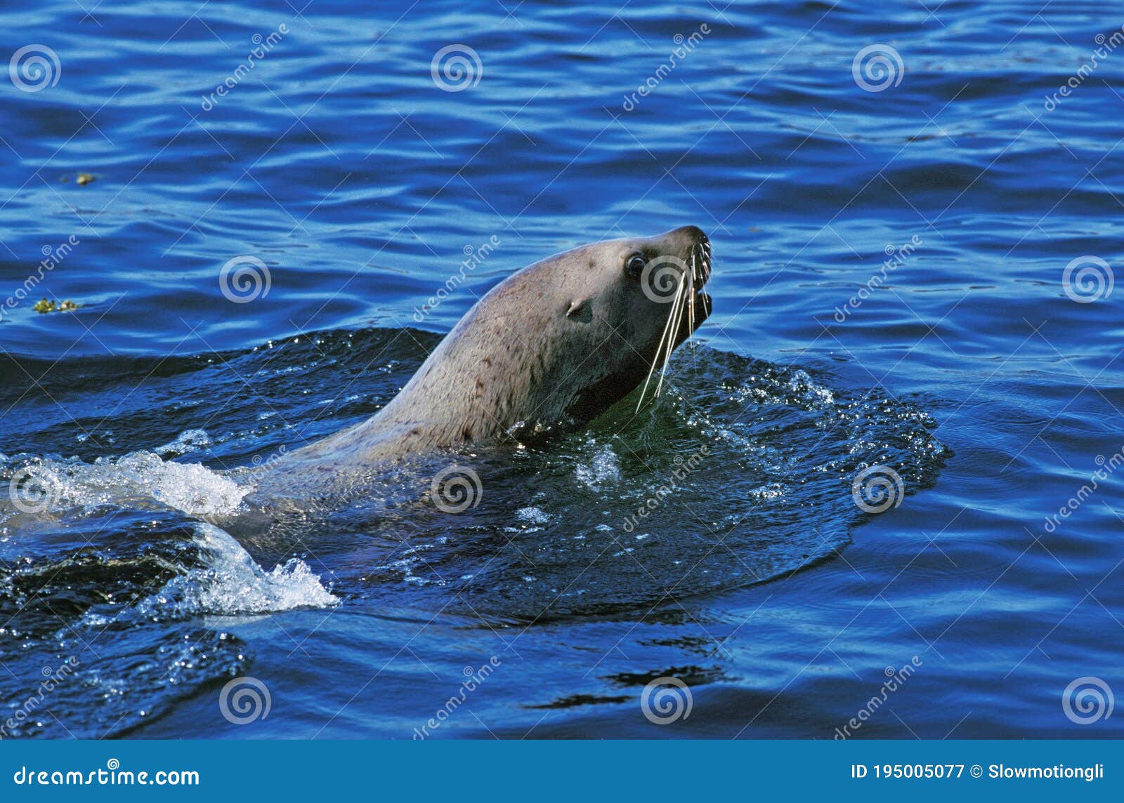 STELLER SEA LION Eumetopias Jubata, ADULT SWIMMING, ALASKA Stock Image