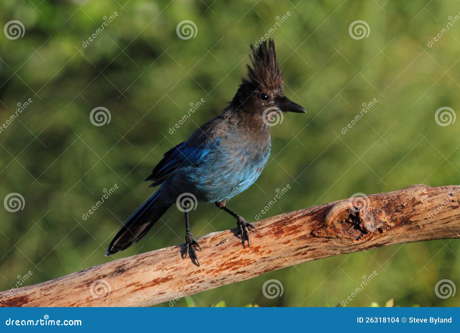 Stellers Jay (stelleri Del Cyanocitta) Fotografia Stock - Immagine di ...