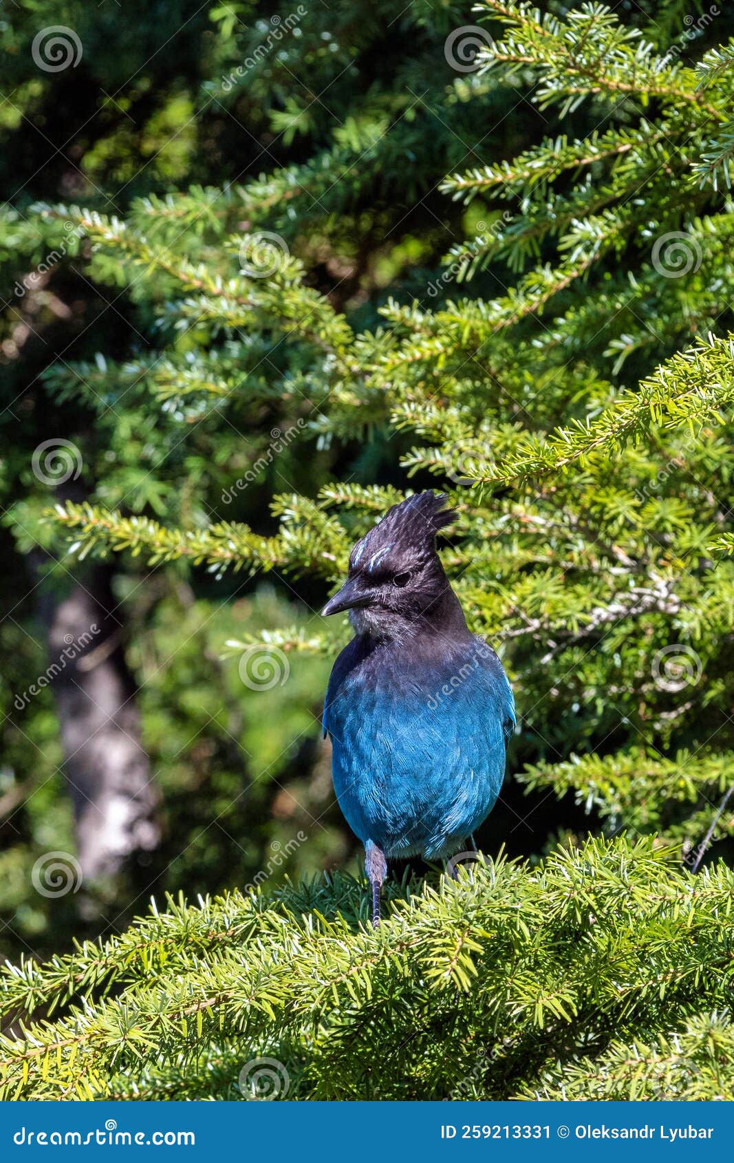 Stellers Jay - Vogel Op De Tak Van De Naaldboom Stock Afbeelding ...