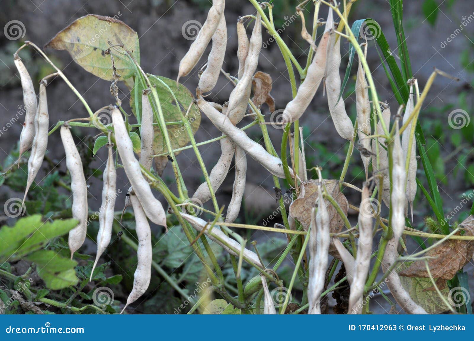 On the Stem of Beans Ripe Pods Stock Image Image of farm, growing 170412963