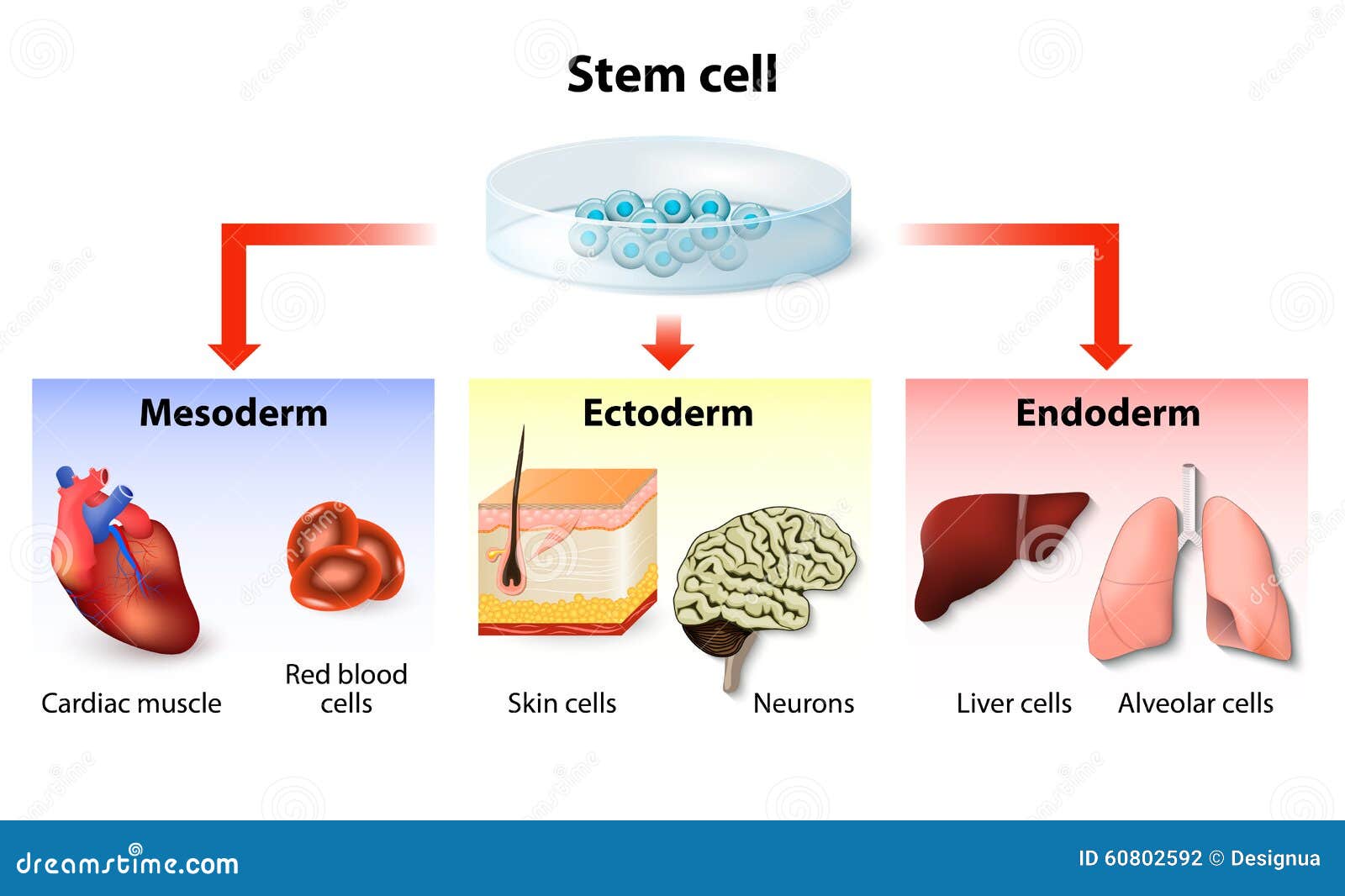 stem cell application