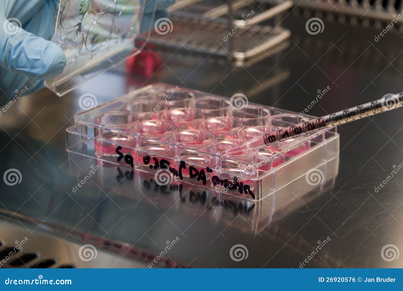 stem cell culture in a laboratory