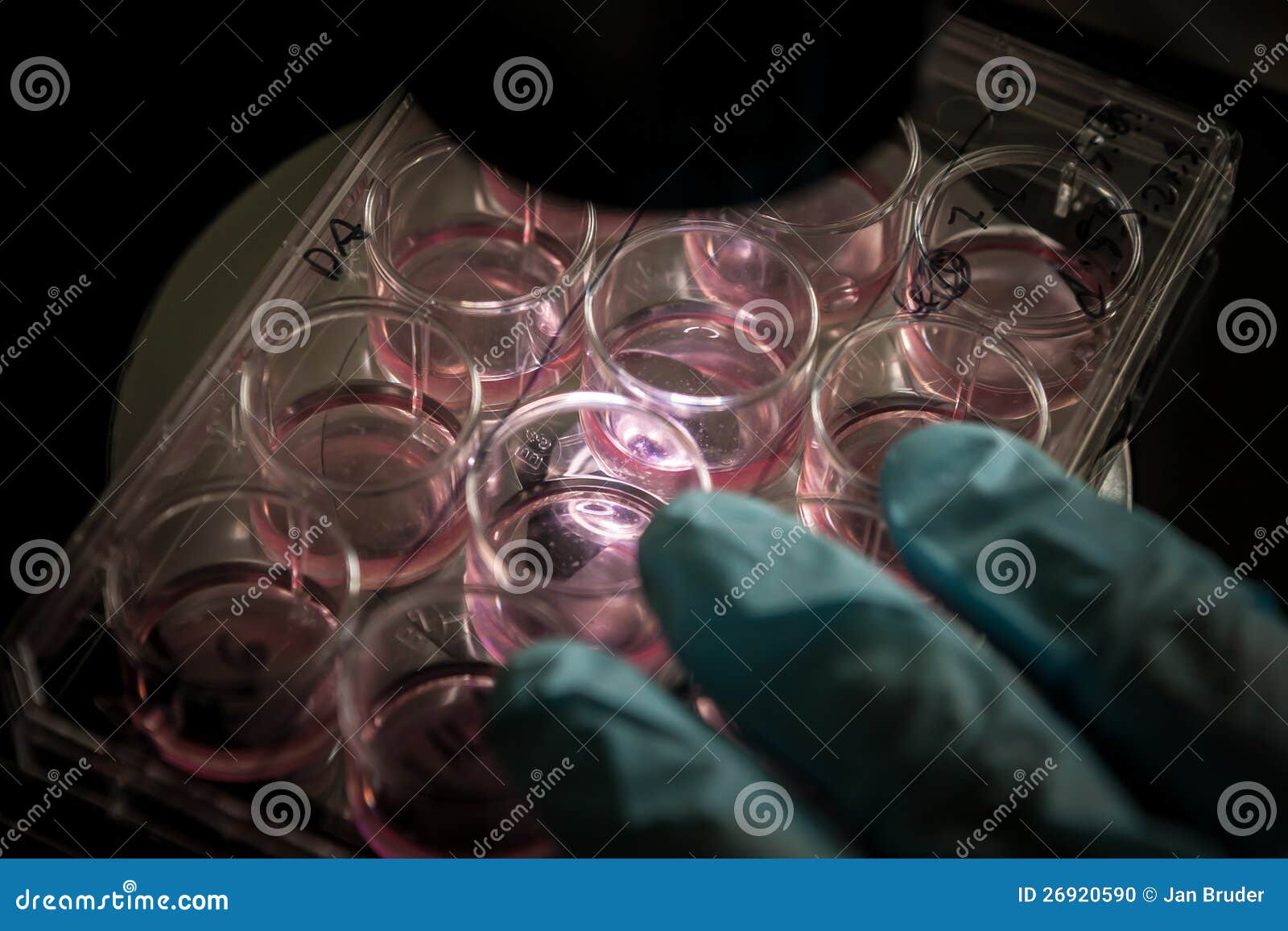 stem cell culture in a laboratory