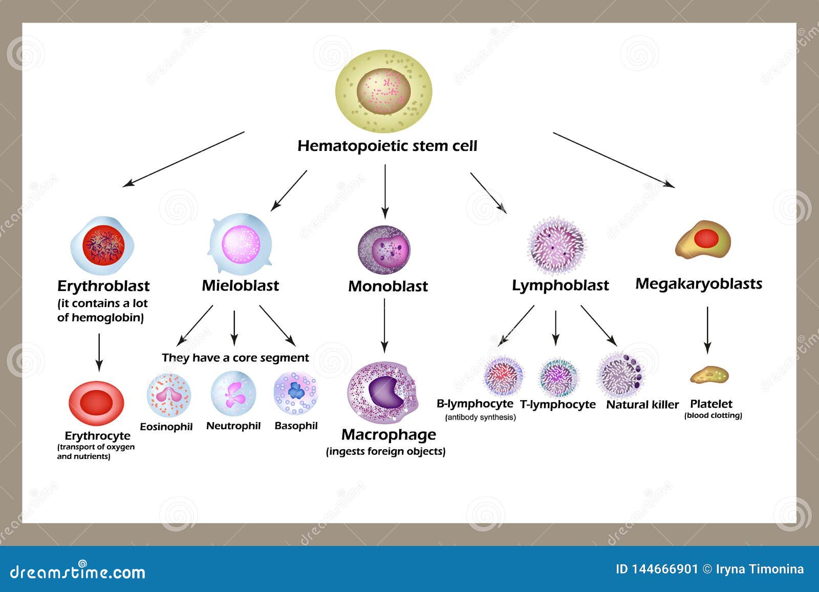 Red Blood Cell Development Stages