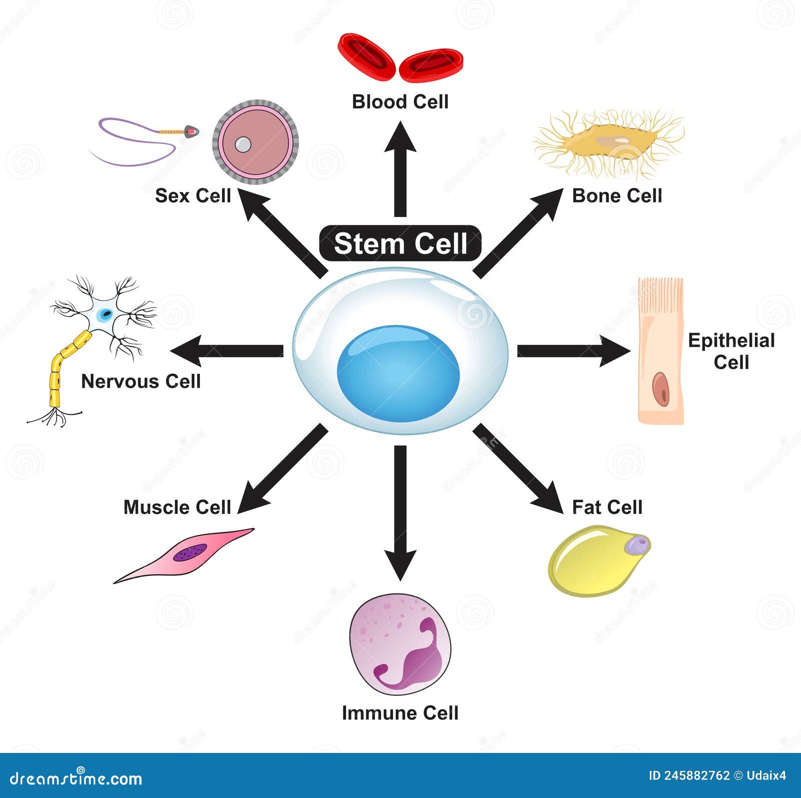 stem cell diagram showing how it can convert to blood bone epithelial fat immune muscle nervous and sex cells