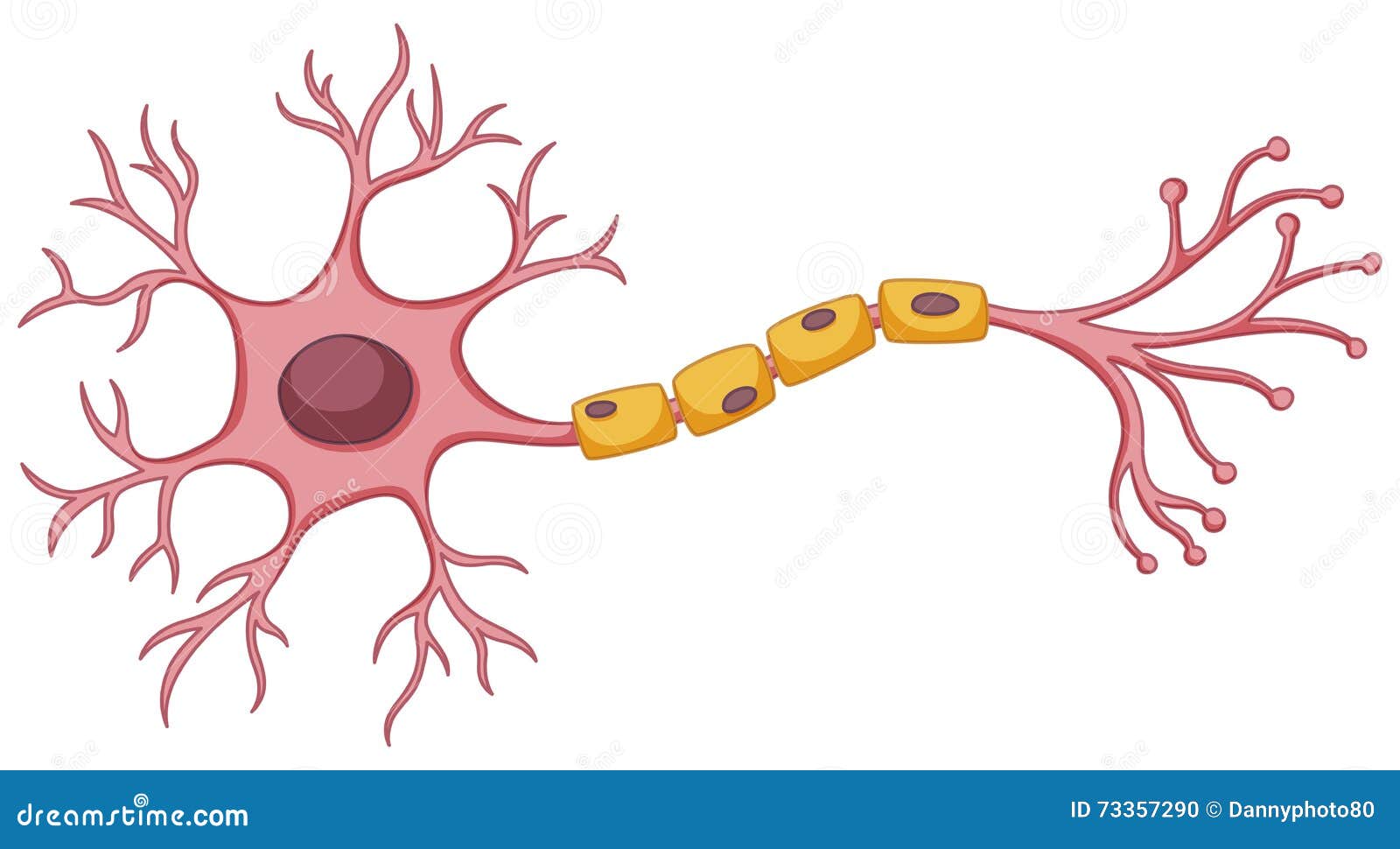 embryonic stem cells diagram