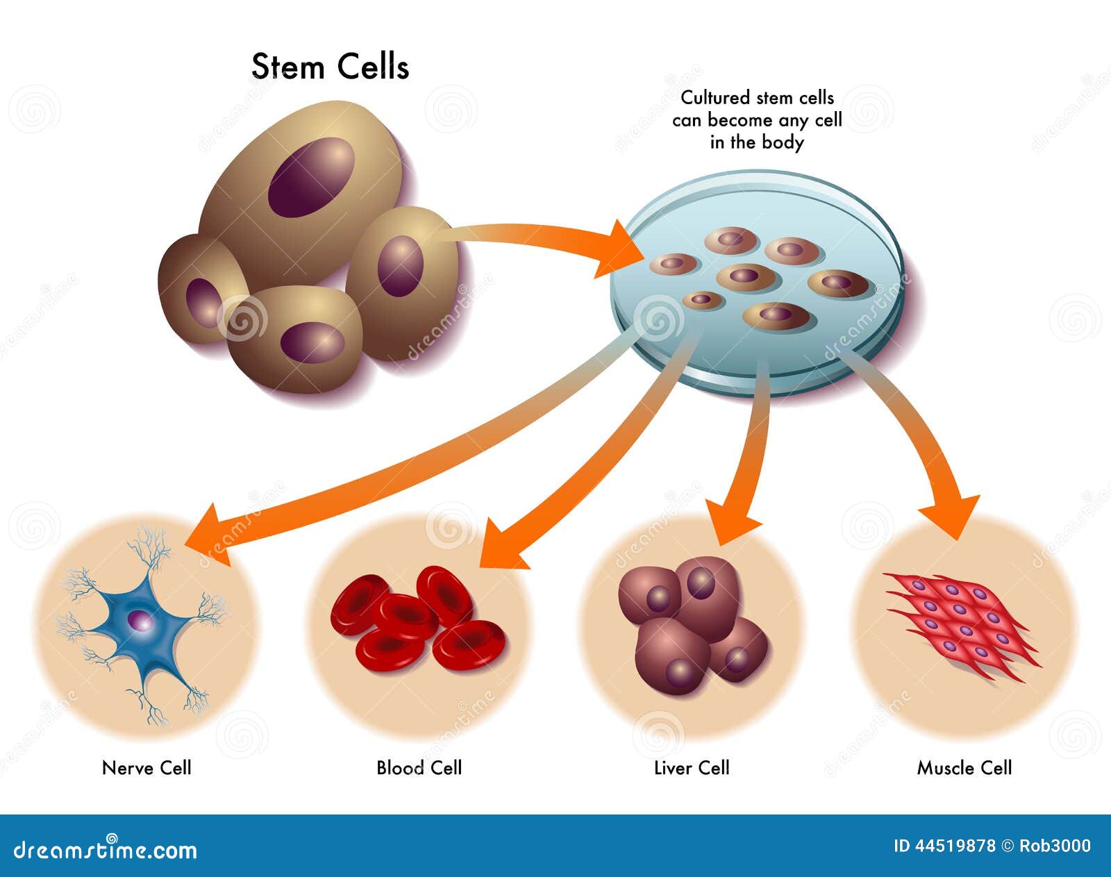 stem cells