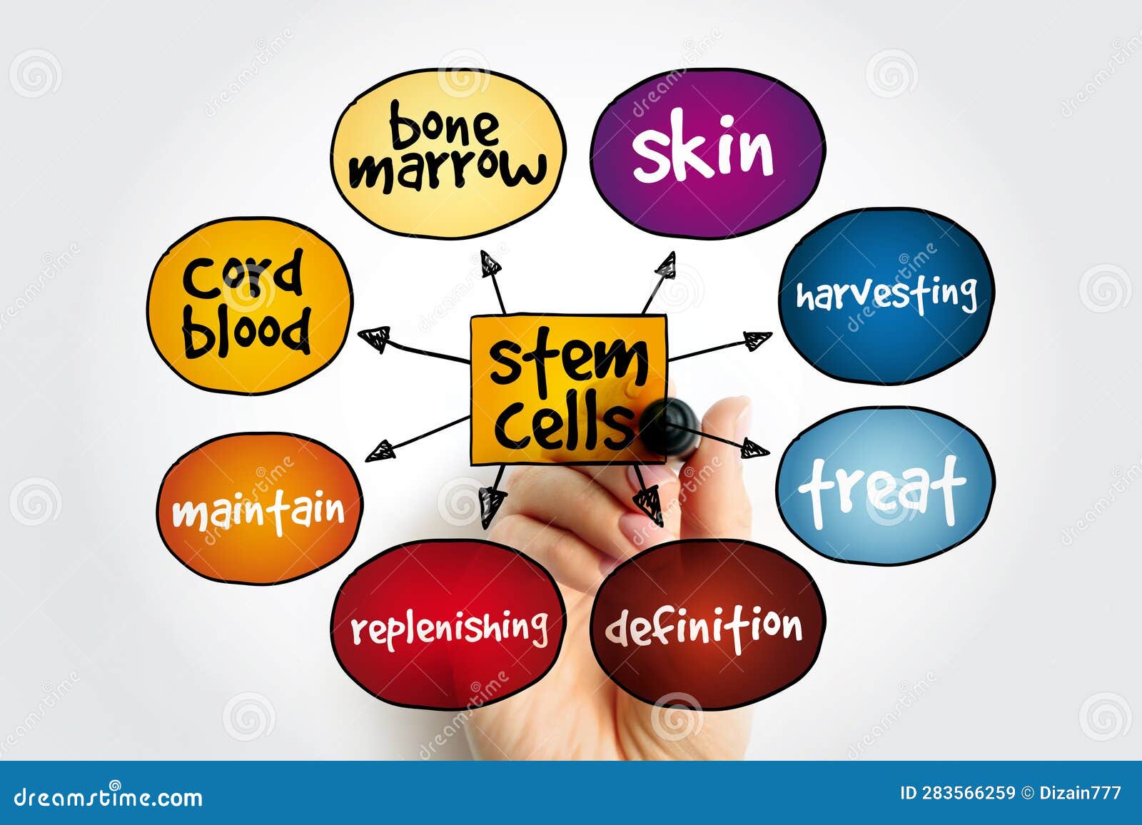 Stem Cells Mind Map, Medical Concept for Presentations and Reports